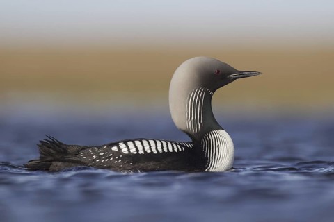 Pacific Loon (Gavia pacifica), Alaska, USA