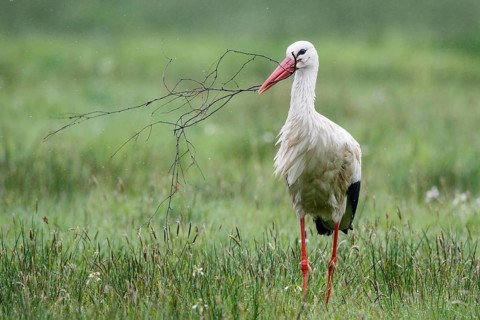 White Stork (Ciconia ciconia) with nesting material in beak, North Rhine-Westphalia, Germany