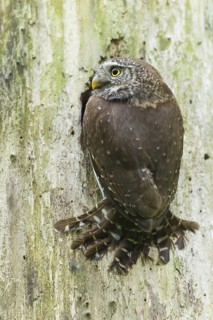 Eurasian Pygmy Owl (Glaucidium passerinum) female, Bavaria, Germany