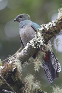 Resplendent Quetzal (Pharomachrus mocinno) female, Costa Rica