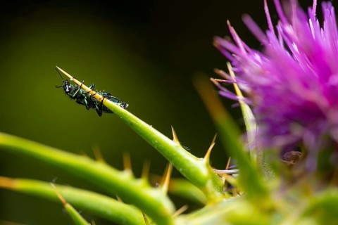 Close up of an insect perched on a purple silybum marianum flower with sharp spikes, set against a
