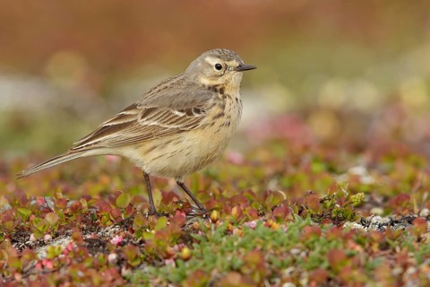 American Pipit (Anthus rubescens) perched on the tundra in Nome, Alaska