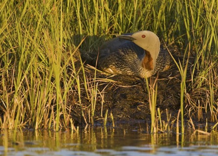Red-throated Loon (Gavia stellata), Iceland