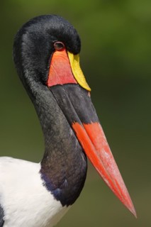 Saddle-billed stork (Ephippiorhynchus senegalensis), male, portrait, captive, occurrence in Africa