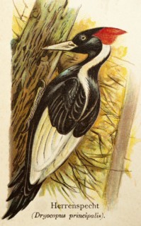 Pileated woodpecker (Dryocopus principalis) or ivory-billed woodpecker (Campephilus principalis),