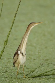 Least Bittern (Ixobrychus exilis), Florida, USA