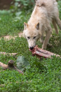 One Arctic wolf (Canis lupus arctos) chewing on a bone. Green grass around