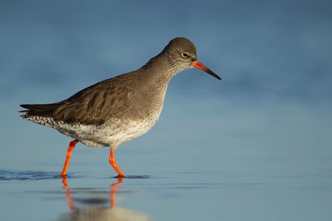 Common redshank (Tringa totanus) adult wading bird in a shallow lagoon, RSPB Titchwell nature