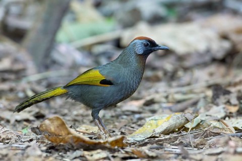 Silver-eared Laughingthrush (Trochalopteron melanostigma), Thailand