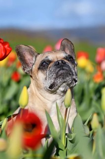 Senior French Bulldog dog sitting in a colorful spring flower tulip field