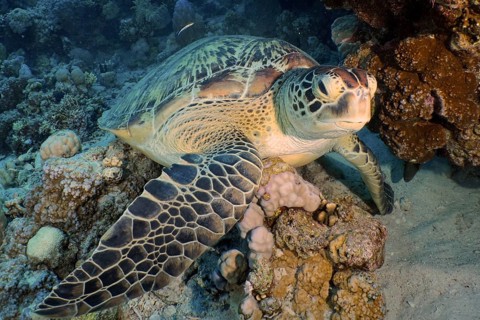 Green turtle (Chelonia mydas)