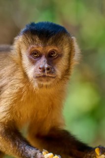 Close-up of a monkey face, with focus on expressive eyes, capuchin monkey (Sapajus apella),