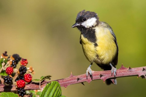 Great Tit (Parus major), Castile-La Mancha, Spain