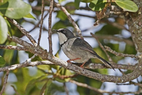 Bar-throated Apalis (Apalis thoracica), De Hoop Nature Reserve, South Africa
