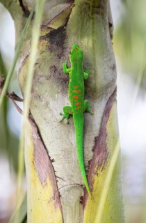 Madagascar giant day gecko (Phelsuma grandis) in the garden of the colonial house Chateau de