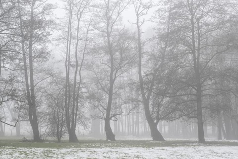 Black alder (Alnus glutinosa) in a misty floodplain landscape, Emsland, Lower Saxony, Germany