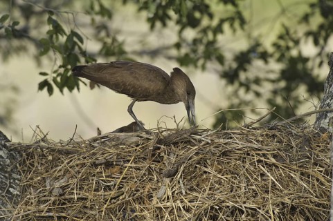 Hamerkop (Scopus umbretta), South Africa