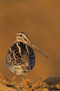 Common Snipe (Gallinago gallinago), Lesvos, Greece