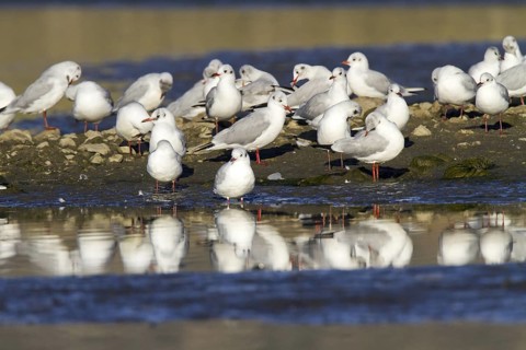 Black-headed Gull (Chroicocephalus ridibundus), Madrid, Spain