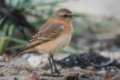 Northern Wheatear (Oenanthe oenanthe), Schleswig-Holstein, Germany
