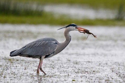 Grey Heron (Ardea cinerea) eating frog, North Rhine-Westphalia, Germany