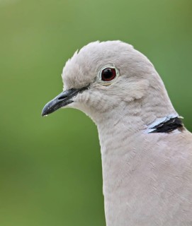 Eurasian Collared Dove (Streptopelia decaocto), France