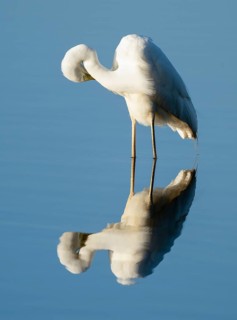 Great Egret (Ardea alba) during plumage care standing in the shallow water zone of a lake, blue
