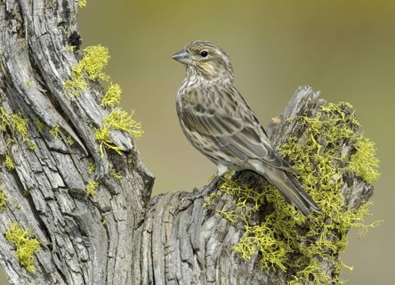 Cassin's Finch (Haemorhous cassinii) female, Texas, USA