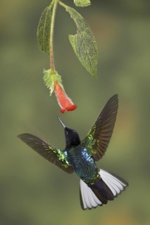 Velvet-purple Coronet (Boissonneaua jardini), Ecuador