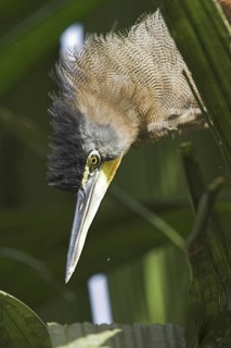 Bare-throated Tiger Heron (Tigrisoma mexicanum), Costa Rica