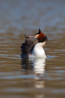 Great crested grebe (Podiceps cristatus) adult bird preening its feathers on a river, Norfolk,