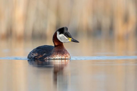 Red-necked Grebe (Podiceps grisegena) male, Saxony-Anhalt, Germany