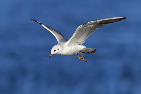 Black-headed Black-headed Gull, (Larus ridibundus), animals, birds, gulls, flight photo, sideways,