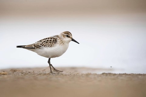 Little Stint (Calidris minuta) juvenile, Mecklenburg-Western Pomerania, Germany
