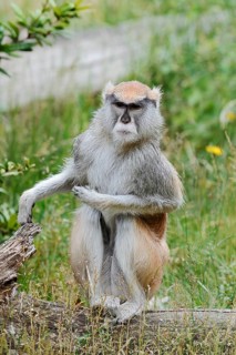 Western hussar monkey (Erythrocebus patas patas), captive, occurring in western and central Africa