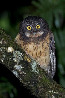 White-throated Screech Owl (Megascops albogularis) perched on a branch in southern Ecuador