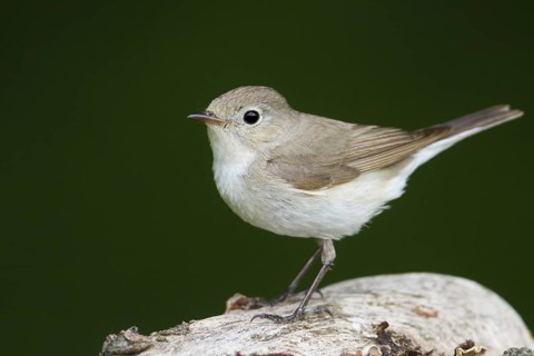Red-breasted Flycatcher (Ficedula parva) juvenile, Hungary