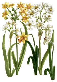 Botany, plants, narcissus, various variants of daffodil