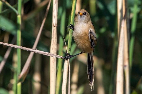 Bearded Reedling (Panurus biarmicus) juvenile in reedbed, Mecklenburg-Western, Pomerania, Germany