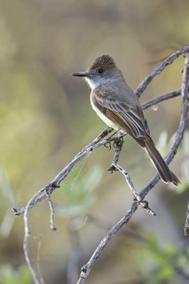 Dusky-capped Flycatcher (Myiarchus tuberculifer) perched on a branch in southern Arizona, USA