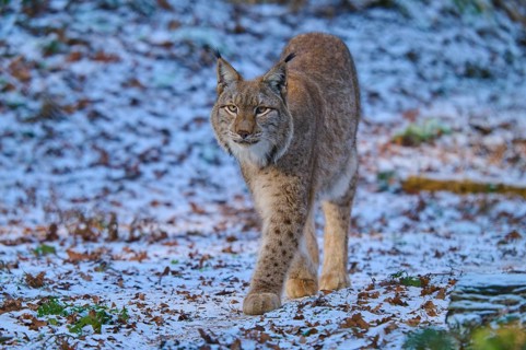 A lynx running through a forest covered with snow, winter, lynx (Lynx lynx), Hesse, Germany