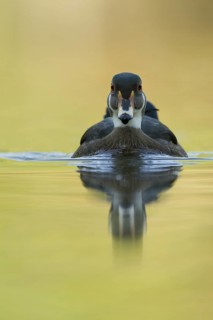 Wood Duck (Aix sponsa) male, St. Gallen, Switzerland