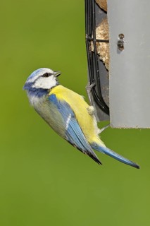 Blue tit (Parus caeruleus), sitting on a tit dumpling at a feeder in the garden, Wilnsdorf, North
