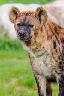 Portrait of an adult female Spotted Hyena (Crocuta crocuta)