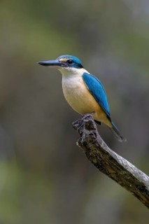 Sacred Kingfisher (Todiramphus sanctus) male, Victoria, Australia