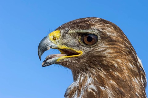Common Buzzard (Buteo buteo), Eilat, Israel