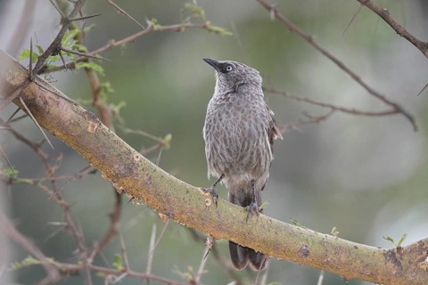 Black-lored Babbler (Turdoides sharpei), Lake Naivasha, Kenya