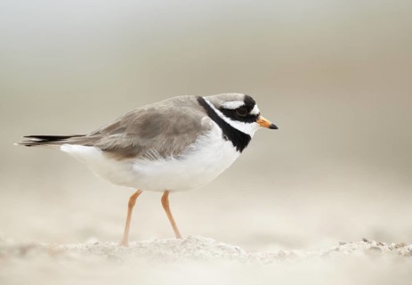 Common Ringed Plover (Charadrius hiaticula), Schleswig-Holstein, Germany