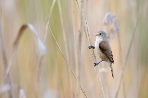 Eurasian Penduline Tit (Remiz pendulinus) juvenile, one week after leaving the nest, Saxony-Anhalt,