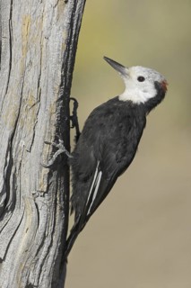 White-headed Woodpecker (Leuconotopicus albolarvatus), Oregon, USA